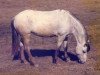 Zuchtstute Hejsan (Welsh Pony (Sek.B), 1970, von Waernanaes Cremello)