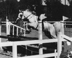 stallion Sa'fed (Arabian, 1968, from Elshara ox)