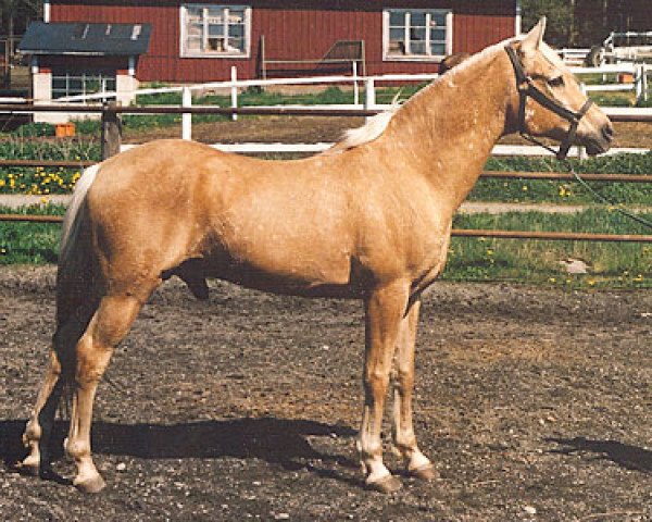 stallion Kingsettle Tankah (Arab half breed / Partbred, 1963, from Golden Trail)