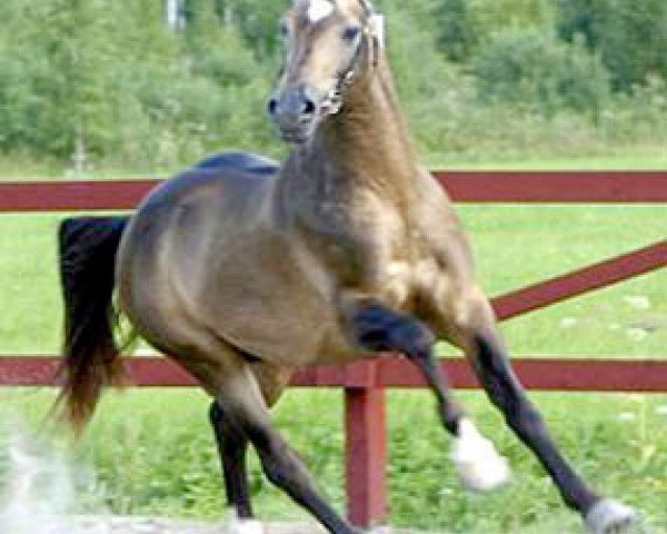 stallion Likstahöjdens Komet (Swedish Riding Pony, 1990, from Kingsettle Tankah)