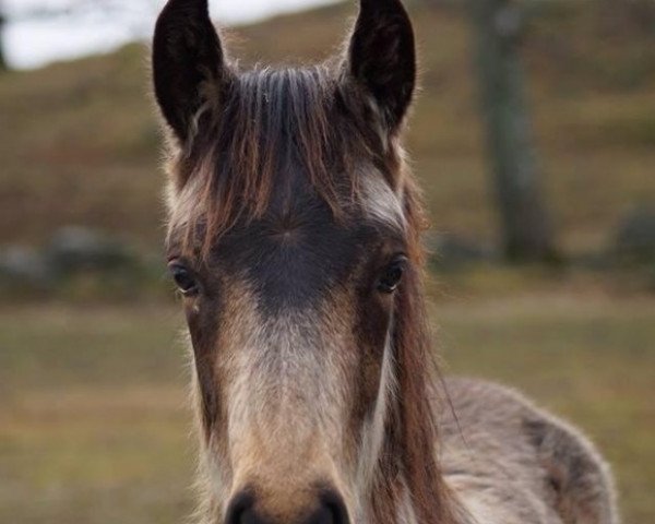 Deckhengst Chewbacca (Connemara-Pony, 2013, von Likstahöjdens Komet)