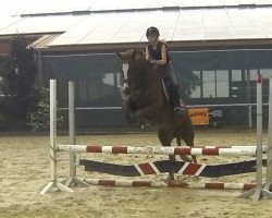 jumper Culo Caliente (German Riding Pony, 2004, from Contus)