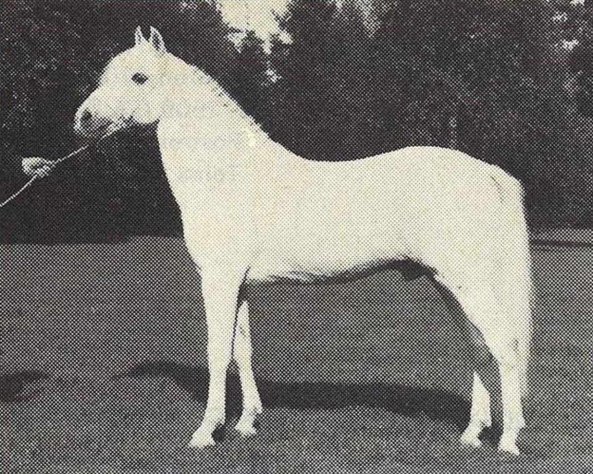 Deckhengst Dwight (New-Forest-Pony, 1965, von Prescott Junius)