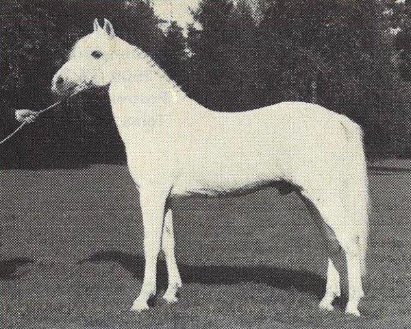 stallion Dwight (New Forest Pony, 1965, from Prescott Junius)