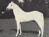 stallion Dwight (New Forest Pony, 1965, from Prescott Junius)