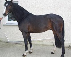 jumper In the Lead (KWPN (Royal Dutch Sporthorse), 2001, from Indoctro)