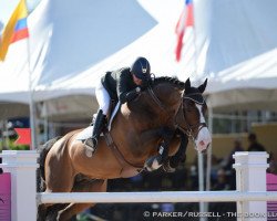 jumper VDL Dogan (Belgian Warmblood, 2003, from Chin Chin)