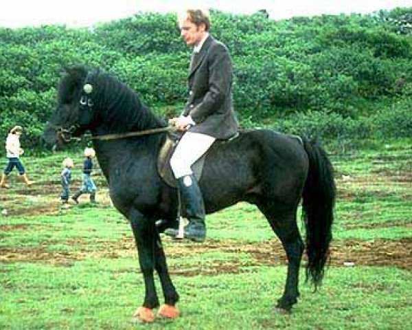 stallion Gustur frá Sauðárkróki (Iceland Horse, 1973, from Sörli frá Sauðárkróki)