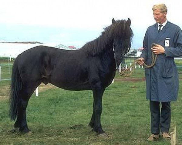 Deckhengst Eyfirðingur frá Akureyri (Islandpferd, 1964, von Goði frá Álftagerði)
