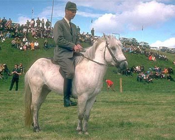 stallion Hrollur frá Efri-Mýrum (Iceland Horse, 1961, from Fengur frá Eiríksstöðum)