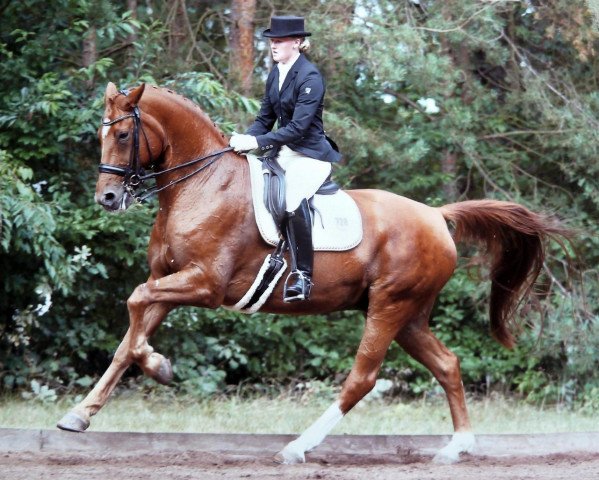 dressage horse Mr.Willoughby (Hanoverian, 1997, from Werther)