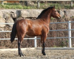 stallion Peruano Salvatella (Pura Raza Espanola (PRE), 2012, from Echamer)