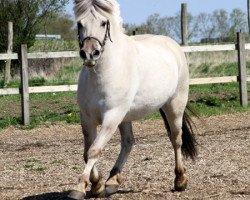 broodmare Tulstruplunds Ilse (Fjord Horse, 2009, from Trollfin)