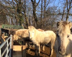 horse Holly (Fjord Horse, 2014, from Hisco)