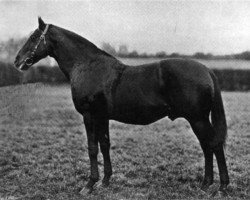 stallion Ocean Wave xx (Thoroughbred, 1883, from See Saw xx)