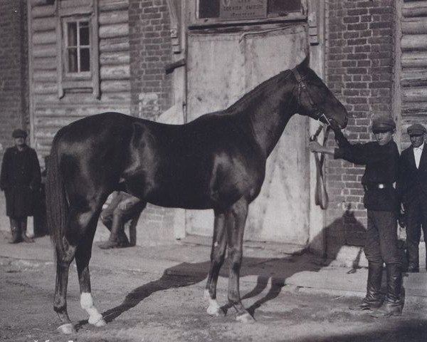 stallion Beskarnyj xx (Thoroughbred, 1925, from Brimston xx)