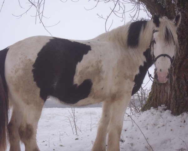 Pferd Dan (Tinker / Irish Cob / Gypsy Vanner, 2007)