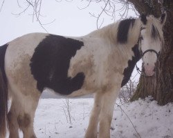 horse Dan (Tinker / Irish Cob / Gypsy Vanner, 2007)