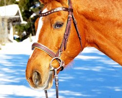 dressage horse Alabardos Picasso (Hungarian Warmblood, 1999, from Alabardos)