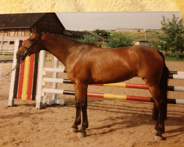 Pferd Cascade (Brandenburger, 1991, von Frühlingsbote)