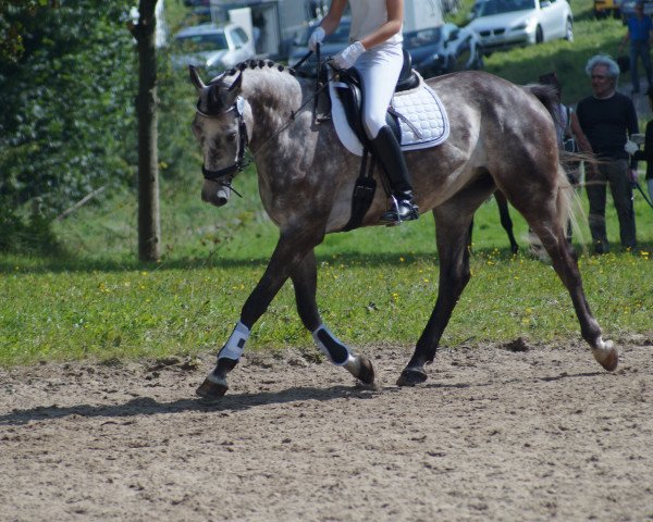 Pferd Baron (Deutsches Reitpferd, 2008)