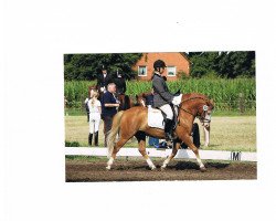 jumper Tabaluga 191 (German Riding Pony, 2001)