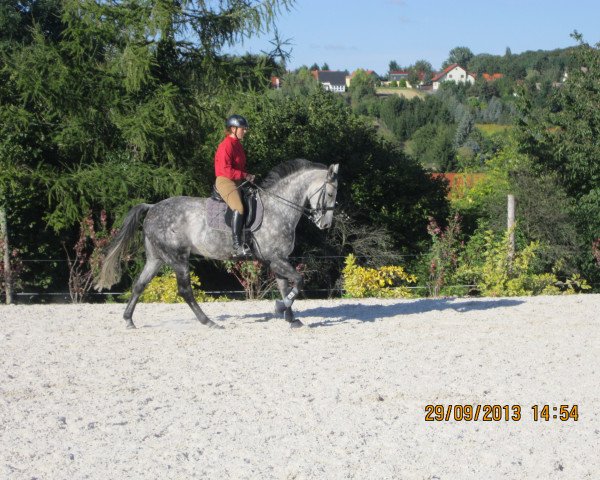 Pferd Lenox (Deutsches Sportpferd, 2005, von Leumund)