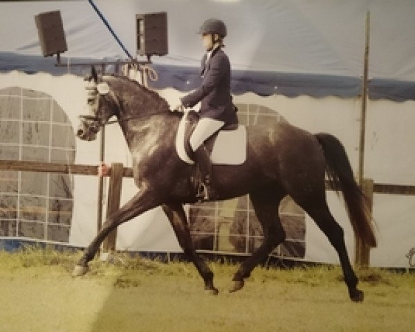 jumper Corry Lee (Hanoverian, 2010, from Corlensky G)