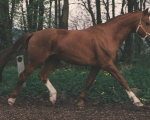 stallion Ambassador (Hanoverian, 1979, from Absatz)