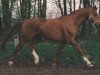 stallion Ambassador (Hanoverian, 1979, from Absatz)