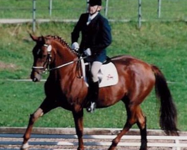 Zuchtstute Masolina (Österreichisches Warmblut, 1987, von Ambassador)