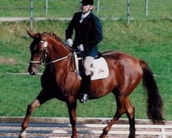 broodmare Masolina (Austrian Warmblood, 1987, from Ambassador)