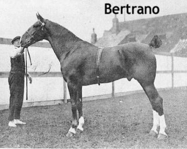 stallion Bertrano (Hackney (horse/pony), 1917, from King's Proctor)
