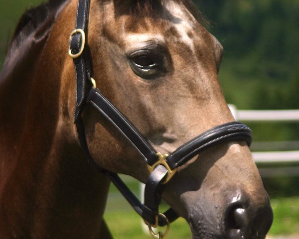 broodmare Lambada (Hungarian Warmblood, 1993, from Rittersporn II-12)