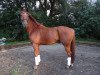 dressage horse Leuro (Hanoverian, 2007, from Londonderry)