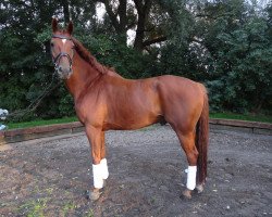 dressage horse Leuro (Hanoverian, 2007, from Londonderry)