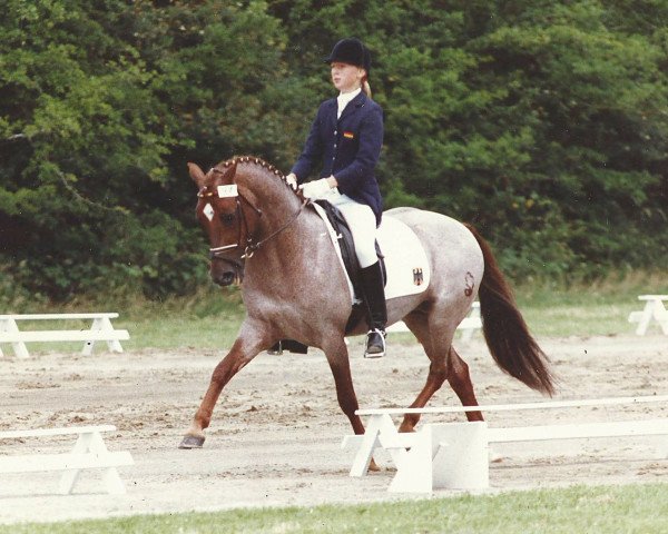 stallion Three-B-Valerian (German Riding Pony, 1979, from Valentino)