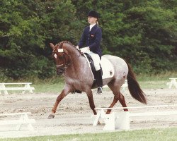 Deckhengst Three-B-Valerian (Deutsches Reitpony, 1979, von Valentino)