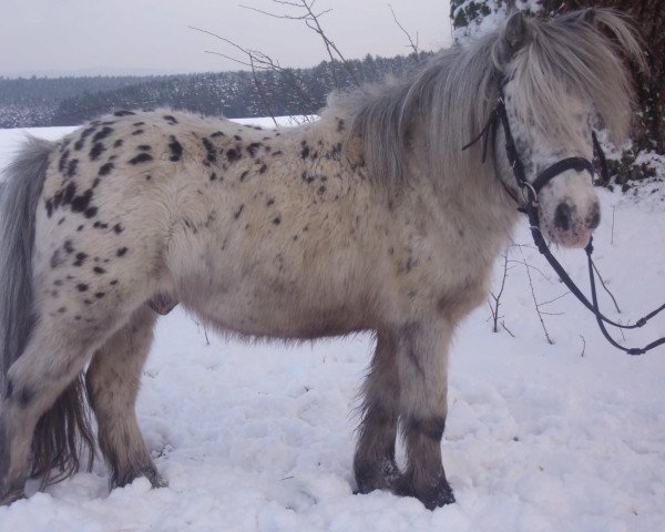 Pferd Ditto (Shetland Pony, 1999)