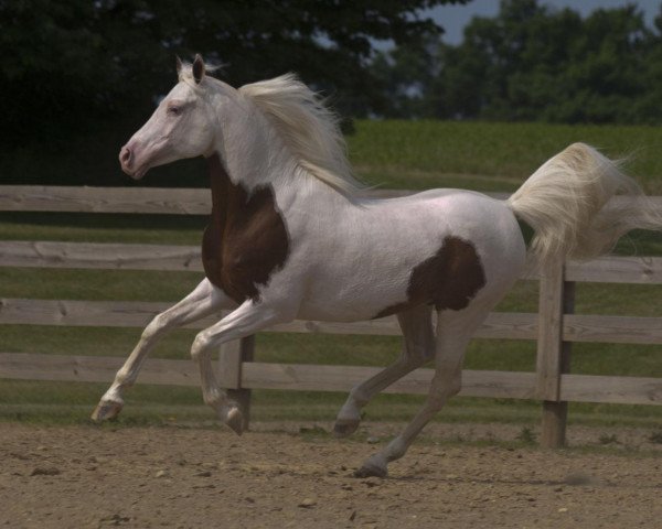 stallion RBA Phantom (Arab half breed / Partbred, 1998, from Summit Coco N Creme)