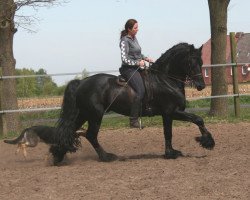 stallion Rutmer A.S. (Friese, 2005, from Beart 411)