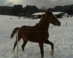 broodmare Hanna (Hanoverian, 2011, from High Crusador)