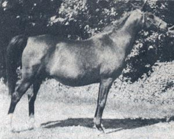broodmare Tamaree ox (Arabian thoroughbred, 1951, from Shariff ox)