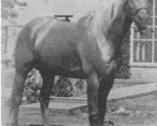 Deckhengst Gold Rush (Quarter Horse, 1936, von Caliente)