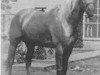 Deckhengst Gold Rush (Quarter Horse, 1936, von Caliente)
