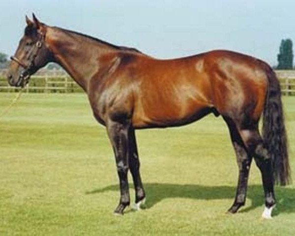 stallion Royal Applause xx (Thoroughbred, 1993, from Waajib xx)