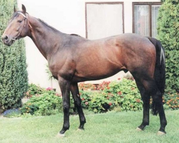 stallion Roi Estate xx (Thoroughbred, 1993, from High Estate xx)