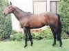 stallion Roi Estate xx (Thoroughbred, 1993, from High Estate xx)