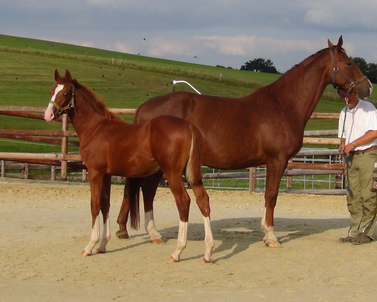 Springpferd Lutz look at me (Westfale, 2013, von Lordanos)