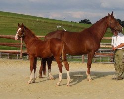 horse Lutz look at me (Westfale, 2013, from Lordanos)